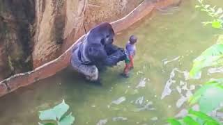 4 YEARS OLD BOY FELL INTO THE GORILLA CAGE [upl. by Enylodnewg802]