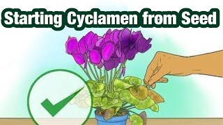 Starting Cyclamen from Seed [upl. by Donoho]