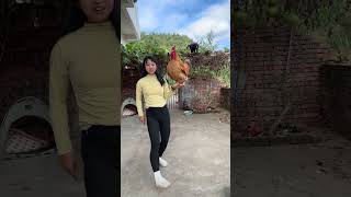 A big rooster that can understand human language a fighter among roosters a popular rooster m [upl. by Inafetse]