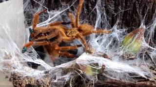 Pterinochilus murinus Usambara Mountains pairing video [upl. by Jacobba655]