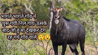 nilgai rescue operationrescue ⛑️trending 🔥🔥vairalvideo [upl. by Lanna75]