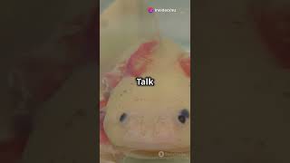 facts axolotl fact about axolotl [upl. by Hanoj]