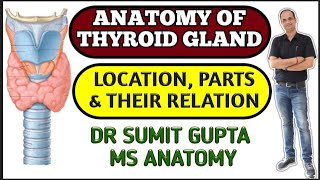 THYROID GLAND ANATOMY  PARTS  RELATIONS  CAPSULE [upl. by Erik]