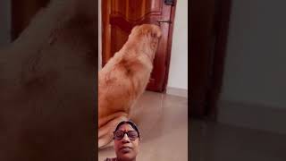 May 5 2024Subscribe for more videos like this goldenretriever puppies doglover [upl. by Eidualc]