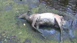 Blue Tongue Video of Dead Deer in Michigan [upl. by Eladnar]