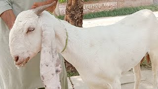 Clinical Diagnosis and treatment of Listeriosis in Goats  Dr ikram [upl. by Reta]