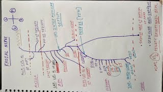 How to draw Radial Nerve  Part 1  Triceps brachii Extensor Compartment of Forearm  Chart  TCML [upl. by Aryt]