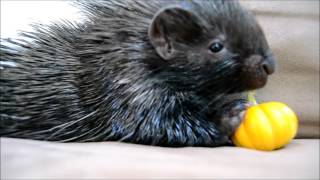 Tiny Porcupine eats Tiny Pumpkin [upl. by Silsbye101]