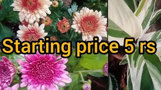 low cost plantsflowering plantsonline sale malayalam [upl. by Eden]