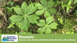 Mayapple Transplant  Discover your Garden with Alison Pearce [upl. by Nnylimaj410]