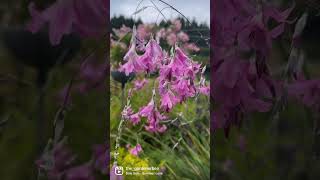 Nodding gracefully in the breeze” Dierama pulcherrimumor Angels fishing rod gardenerben [upl. by Anaili]