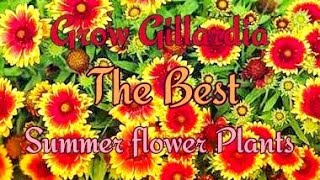 How to Grow GAILLARDIA at Home and Garden in a easy Way [upl. by Atirys]