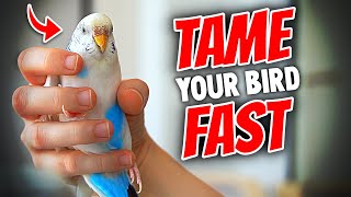 How to Tame Your Bird Really Fast  EVERYTHING You Need to Know [upl. by Ykcor712]