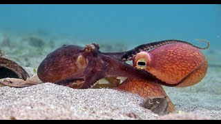 Robotic Spy Octopus Lends a Helping Tentacle [upl. by Nalid717]