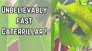 Is this the fastest caterpillar in the world Papilio Ulysses Butterfly [upl. by Chlori]