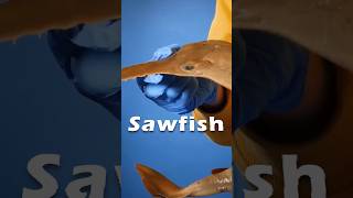 Confusion About Sawfish [upl. by Burt]