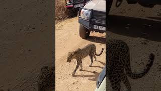 Tarangire national park Tanzania [upl. by Ayotahs]