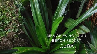 Memories Holguin Beach Resort CUBA All Inclusive Free Review Travel Smart Sunwing Vacation [upl. by Drislane]