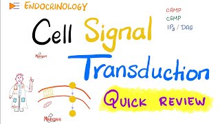 Cell Signal Transduction Biosignaling  Gprotein  Quick Review  Biochemistry and Physiology [upl. by Ahsekram]