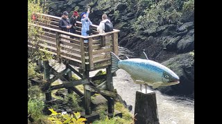 Ketchikan Alaska Tour and View from our Balcony  Radiance of the Seas Cruise [upl. by Anauqal35]