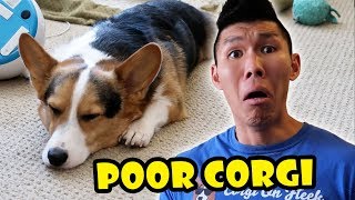 CORGI AWFUL MISTAKE I MADE  Im SORRY  Life After College Ep 562 [upl. by Anned]