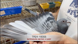 TR2418305 Batenburg Merwe x Gaby [upl. by Inavoy]