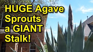 HUGE Agave makes GIANT Stalk [upl. by Alel]