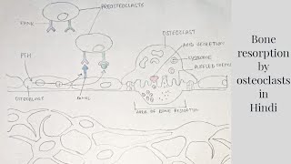 Bone resorption by osteoclasts  med tutorials [upl. by Janaya]