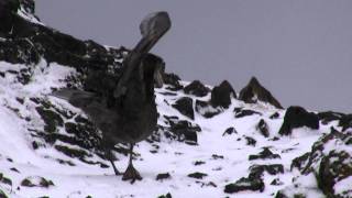 Giant petrel walking Antarctica [upl. by Irihs]