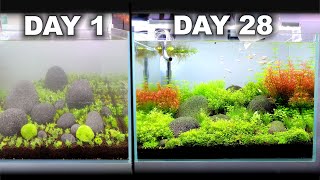 Growing A Beautiful Aquarium in 28 Days [upl. by Alexina580]