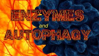 Enzymes and Autophagy [upl. by Mctyre837]