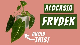 5 causes for droopy leaves on the Alocasia Frydek  And how to fix them [upl. by Kaspar627]