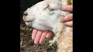 WORMS IN SHEEP AND GOATS HOW TO IDENTIFY AND TREAT THEM [upl. by Ennalyrehc]