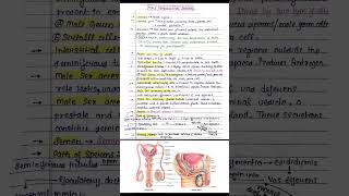 the male reproductive system class 12 biology handwritten notes  male reproductive system [upl. by Odessa697]