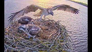 Early morning fledge at Rutland Ospreys 02 July 2022 [upl. by Favianus]