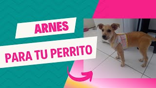 CÓMO HACER UN ARNÉS PARA PERRO 🐶 TUTORIAL  CORREAS CUBIERTAS  ARNÉS DE PECHO [upl. by Eico]