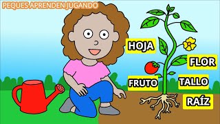 Las plantas para niños Video de las partes de una planta de Peques Aprenden Jugando [upl. by Ahidam]