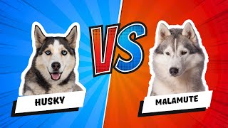 Siberian Husky vs Alaskan Malamute Whats the Difference Dog vs Dog [upl. by Solracnauj108]