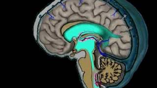 Animation of CSF Circulation [upl. by Behlau]