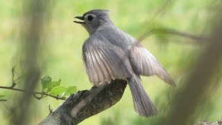 Tufted Titmouse Displaying and Calling [upl. by Tonya696]