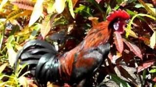 Ayam Ketawa  laughing chicken [upl. by Esiuol]