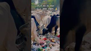 ज़रूर देखना गौ माता पॉलीथिन खा rahi है आप के और हमारे कारण😡 cow cows youtubeshorts viralshort [upl. by Debo]