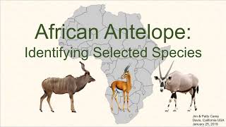 Identifying common African antelope [upl. by Ardnuaet450]