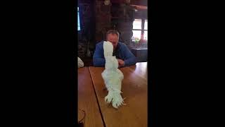 Cacatua bailando el Despacito [upl. by Walke]