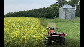 Cold start and canola [upl. by Wootan485]