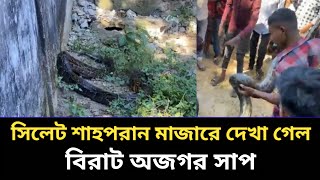 হযরত শাহপরান রহঃ মাজারের পাশে বিরাট অজগর সাপ দেখা গেল  sylhet [upl. by Telford]