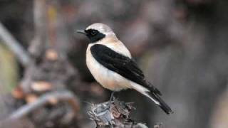 Olivier Messiaen  Catalogue doiseaux Le traquet stapazin Blackeared Wheatear [upl. by Hett]