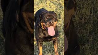 Big boss Rottweiler kennels production 🔝female 🦍🦍🦍🦍🦍 [upl. by Arahahs]