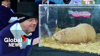 Groundhog Day 2024 Punxsutawney Phil makes prediction for early spring [upl. by Nitsua121]