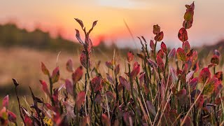 Friedliche Klavierreflexionen und Naturklanglandschaften für achtsame Entspannung 🍂 [upl. by Andras436]